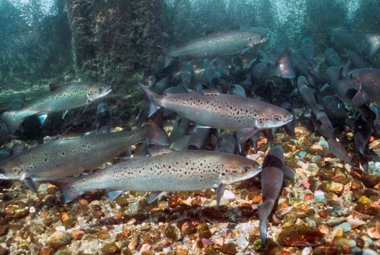 Atlantic salmon